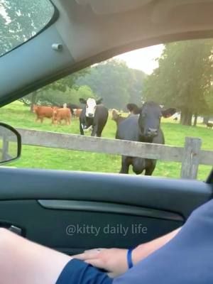 This cow woke up and chose violence #funny #cow #animals #funnyvideos #fyp
